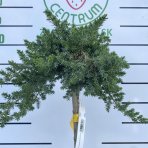 Borievka pobrežná (Juniperus conferta) ´BLUE PACIFIC´ výška 70-100 cm, kont. C7L – NA KMIENKU